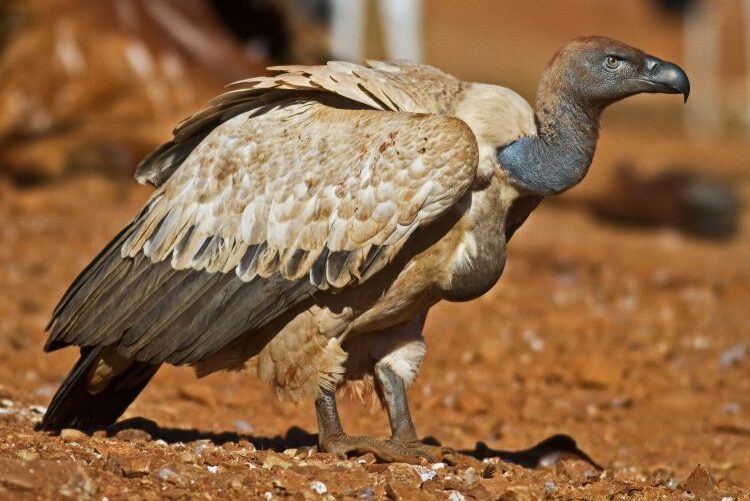 Cape Vulture_Ad_Mockford Farm, Limpopo_1.5.2013